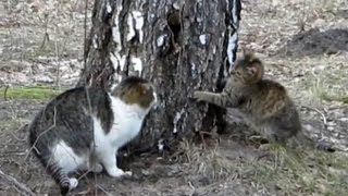 Cats are playing. Кошки играют