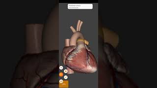 Heart is most important organ by medicare143 | biological | anatomy and physiology in hindi by MC143