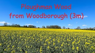 A colourful walk from Woodborough to the ancient (13th c.) Ploughman Wood