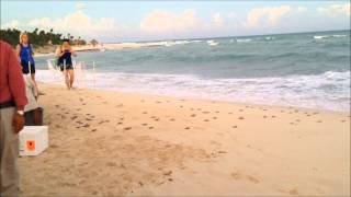 Massive release of baby sea turtles