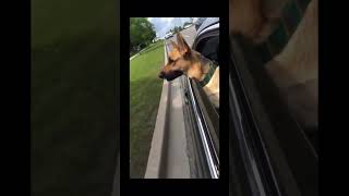 German Shepherd enjoys every minute of her car ride🚗