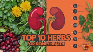 10 Powerful Herbs to Boost Kidney Health Naturally