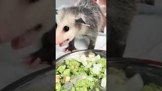 #Virginia #opossum #Opossums #Large american# opossums #Big-eared# opossum