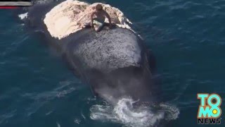 En faisant du surf sur une baleine il manque de peu de devenir le goûter d’une dizaine de requins