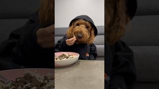 My dog learnt how to feed himself #funnydogs #shorts #dogdad