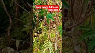 BANG PAKAN FULL DAUN LEGUM KALIANDRA