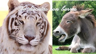 Reflexión "no discutas con burros". El burro y el tigre.