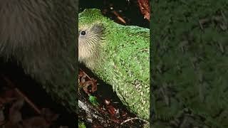 Meet The Flightless Parrot! 🦜