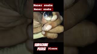 Maner Snake /Aggressive snake /#viral /#youtubeshorts /#trending /#shorts /Honey Singh new song