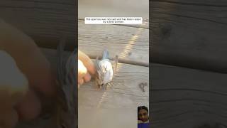 Woman Rescues and Raises an Orphaned Sparrow #rescued #birds #shortsvideo #youtubeshorts