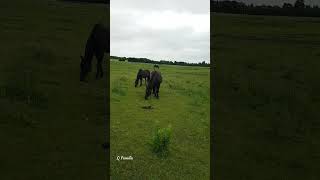 Beautiful Horses in Stouffville Farm House Canada | #Shorts