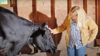 A Visit to a Dairy Cow Farm