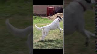 Dog Catching ball in slow motion #SHORTS