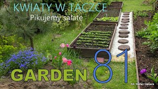 🌻GARDEN (81) - Flowers in a wheelbarrow - Lettuce in the garden. Pikowanie sałaty.