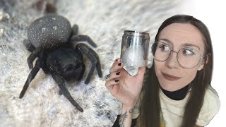 Wednesday my Velvet Spider LAID EGGS?! Jumping Spider BABIES EMERGE!.. PO Unboxing & UPDATES