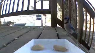 3 minute compilation of bluejays