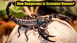 How Dangerous Is Scorpion Venom ? INFO TREND TV