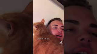 Maseplace - So funny 🤣 #funny #cat #catlover #short #catvideos #laughing #catsoftiktok #catvideo