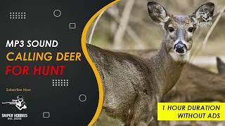 HOW TO CALLING DEER FOR HUNT