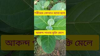 শরীরের কোথাও ব্যাথা হলে, আকন্দ পাতায় মুক্তি মেলে।। #shorts #herbs #medicinalplants #medicinalherbs