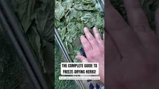 (FULL VIDEO POSTED) 🍃🪴How to freeze dry basil, parsley, dill, sage, thyme, rosemary