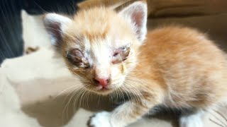 (Animal Rescue) Rescue Of Blind Kittens From The Rubble And Cries For Help/Kitten Rescue