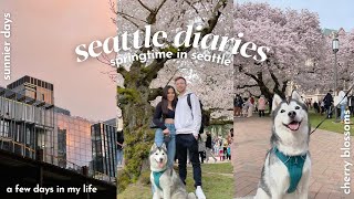 LIVING IN SEATTLE • uw cherry blossoms 🌸, sunny spring days, seattle sunsets, flying to nyc | VLOG