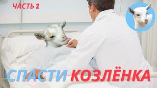 Вздутие живота у козы Как спасти козу Часть 2