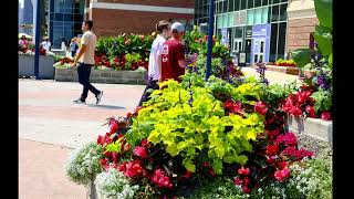 Monarch Butterflies At Navy Pier --  Race To Mackinaw By Communications Languages & Culture Inc