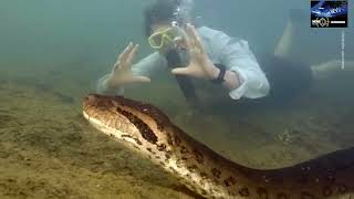 Anaconda: Scoperto il serpente più grande del mondo