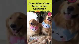 Família Linda, com seus filhotinhos de cachorro! Cão Esperto e Inteligente #Shorts