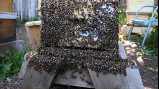 June Inspection of a big bee hive