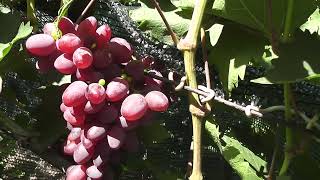 Сорт винограду "Дива" - сезон 2022 # Grape variety "Dyva" - season 2022