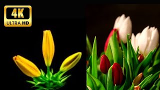 Satisfying Time Lapse of Blooming flowers || Relaxing time-lapse || 4k Ultra HD || Must Watch