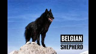 Belgian shepherd