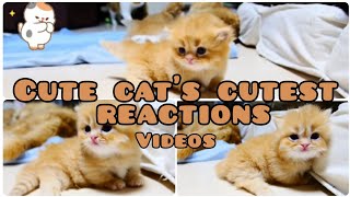 Cutest kittens | OMG  cuties 🐱💕| Most beautiful kittens | wow | Baby cat's cute reactions (Part-1)