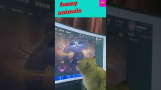 Funny Animal Videos 2022 😂 😺😍- Funniest Cats And Dogs Videos 😺😍viral# funny