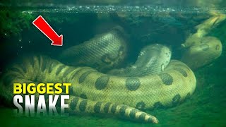 दुनिया के 10 सबसे बड़े साँप | Top 10 Biggest Snake in the World | Black Mamba | Green Anaconda