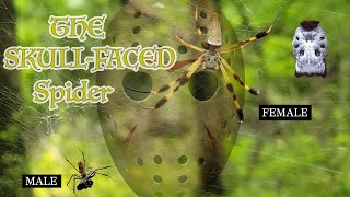 The Skull-faced Spider (Golden Silk Orb-weaver) FACTS & FOOTAGE