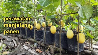 Perawatan melon golden menjelang panen