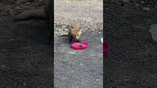 🦊Kit gets Blackberries and a plate !!!🤣🤣🤣