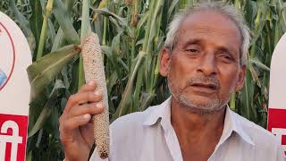 Hindi- Bajra hybrid Malini - feedback from UP farmer