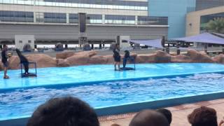 The sea lion show (Manila Ocean Park) part 3