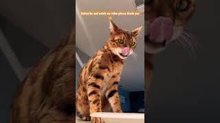 Subscribe, Magnus the Bengal cat is chasing a mouse , watch his skills