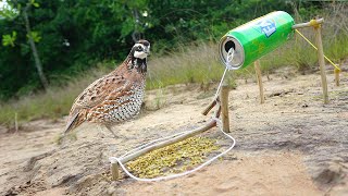 Creative diy easy quail bird trap using FANTA bottle & wood