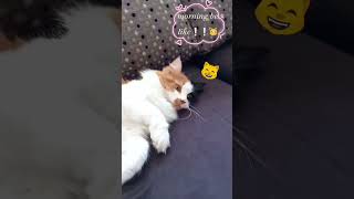 chilling with chilli on the couch, gm #shortvideo #youtubeshorts #viral #catsvideo