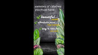 Varietas Calathea Yang Harus Kalian Punya | Calathea Varieties You Must Have [ENG SUB]