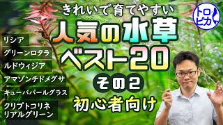 【初心者向け】きれいで育てやすいおすすめ人気の水草ベスト20！その②