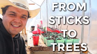 Starting Trees From Cuttings For Our Permaculture Orchard