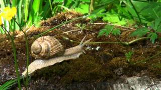 Kotilo kannolla  Snail on stump